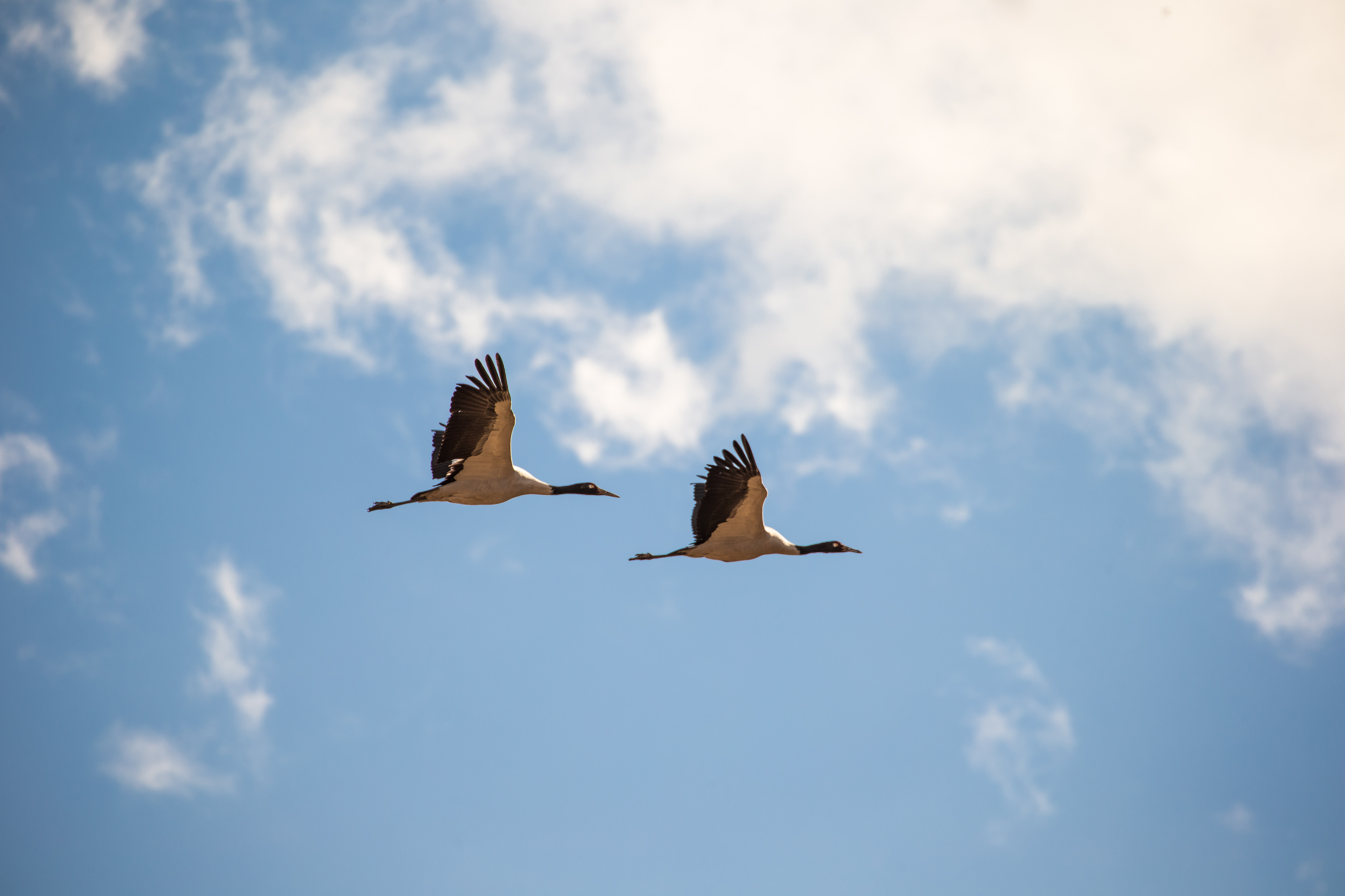 Bhutan Black Crane Festival - 11 days primary image