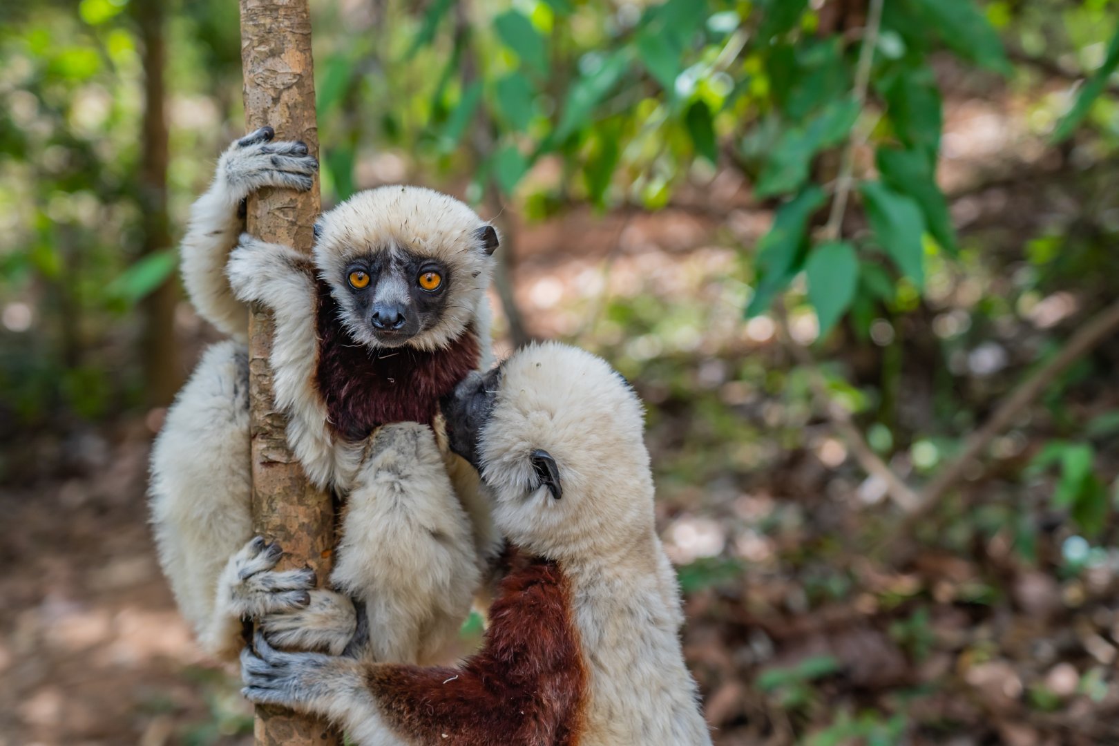 Madagascar Wildlife Explorer - 14 days primary image