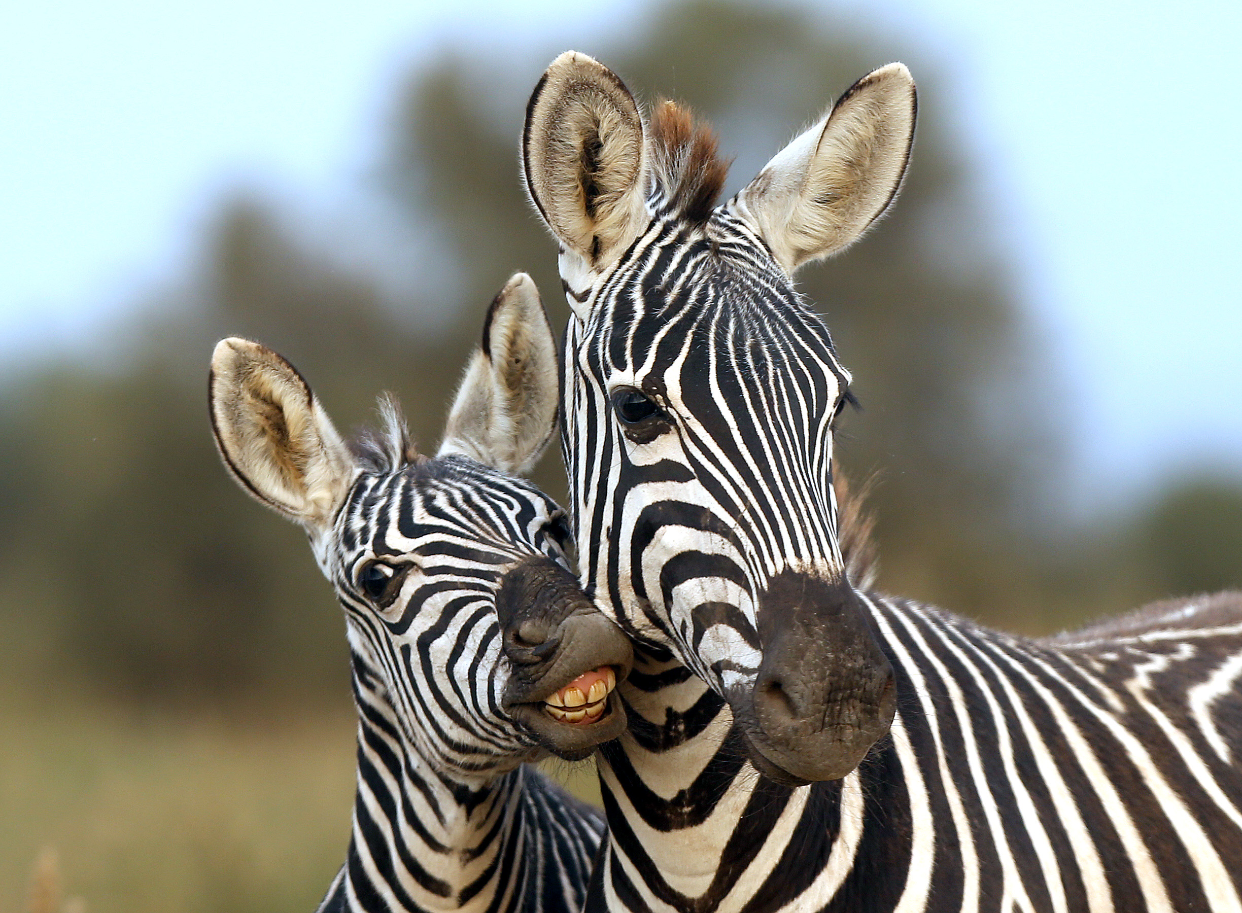 Kenya Safari Adventure - 8 days primary image