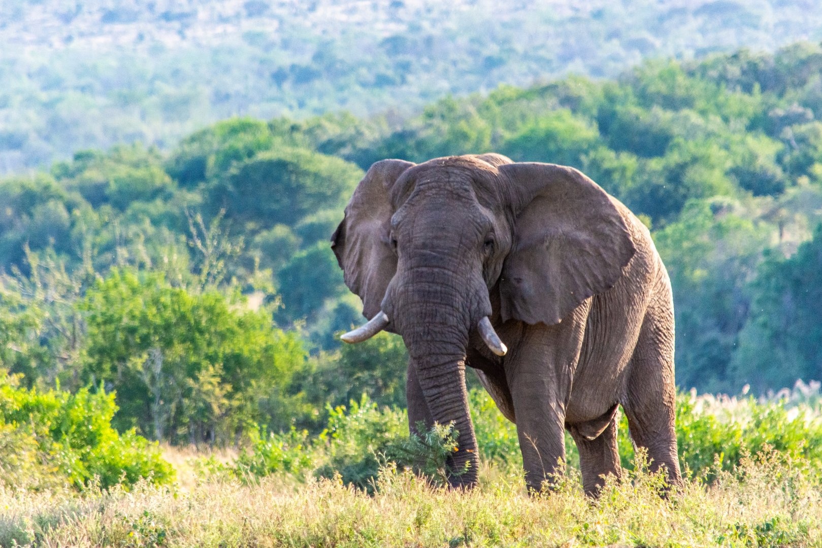 Kruger and Coast Safari Escape - 11 days primary image