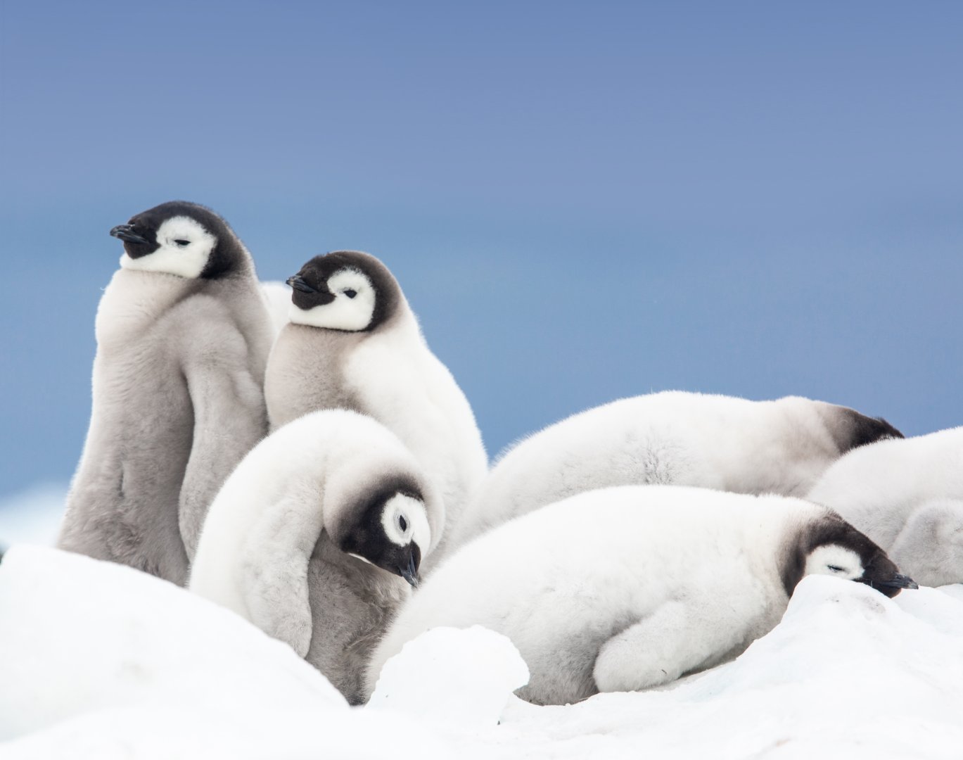 Emperor Penguin Snow Hill Quest - 14 days primary image
