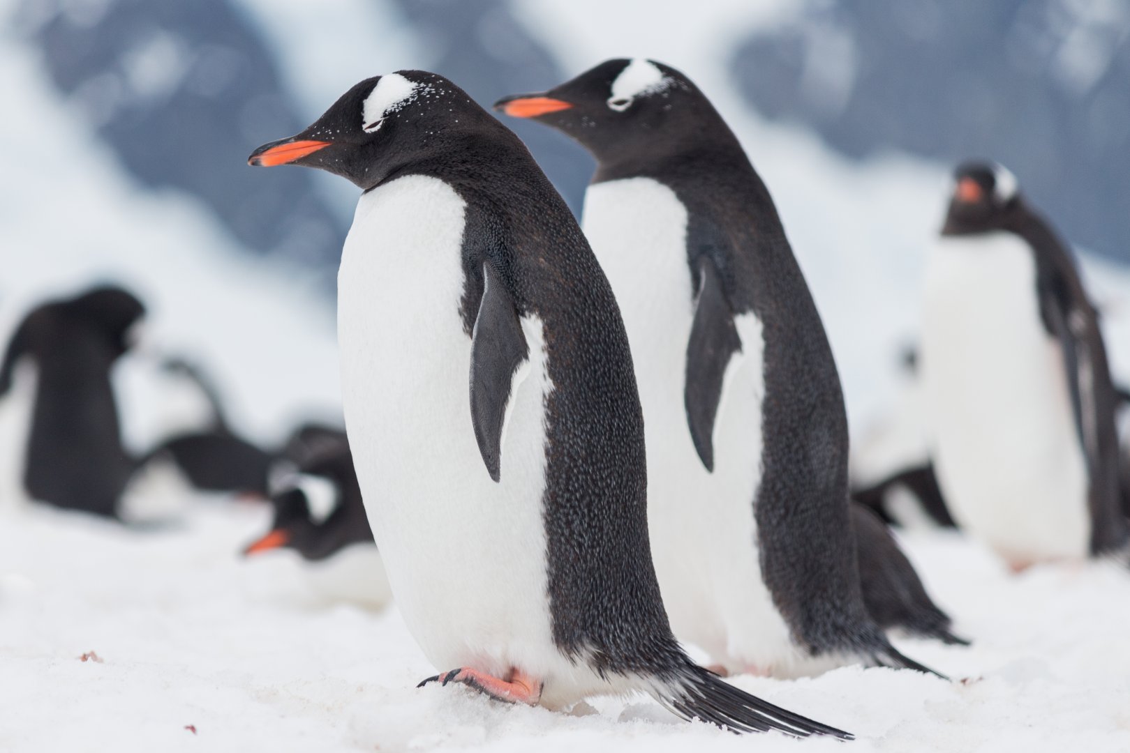 Fly the Drake Antarctica Escape - 8 days primary image