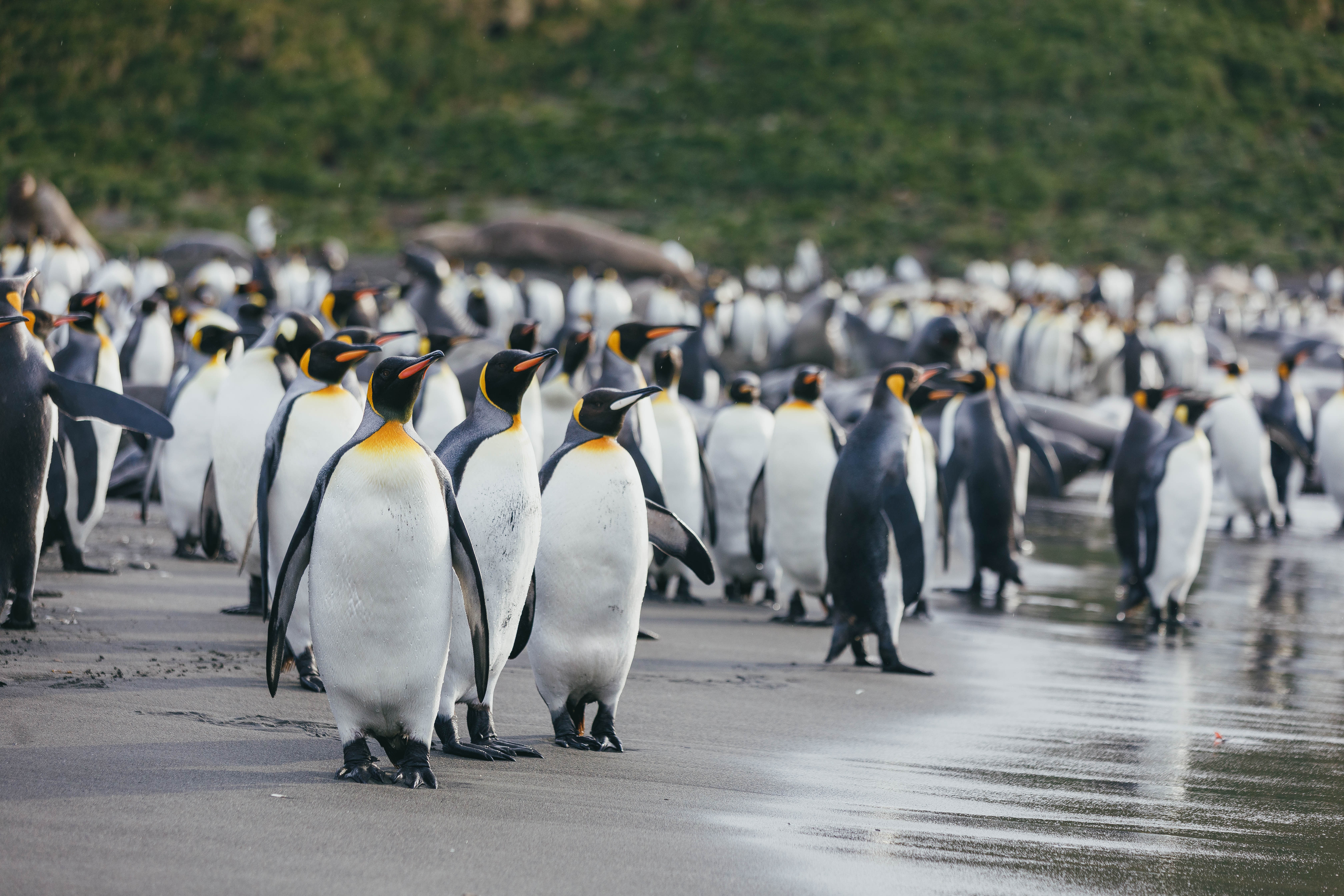 South Georgia Penguin Safari - 18 days primary image