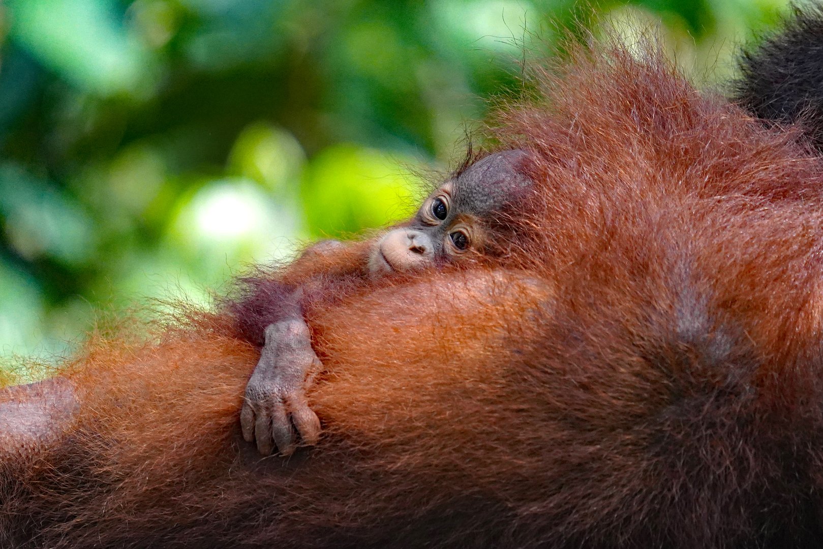 Borneo Wildlife Discovery - 15 days primary image