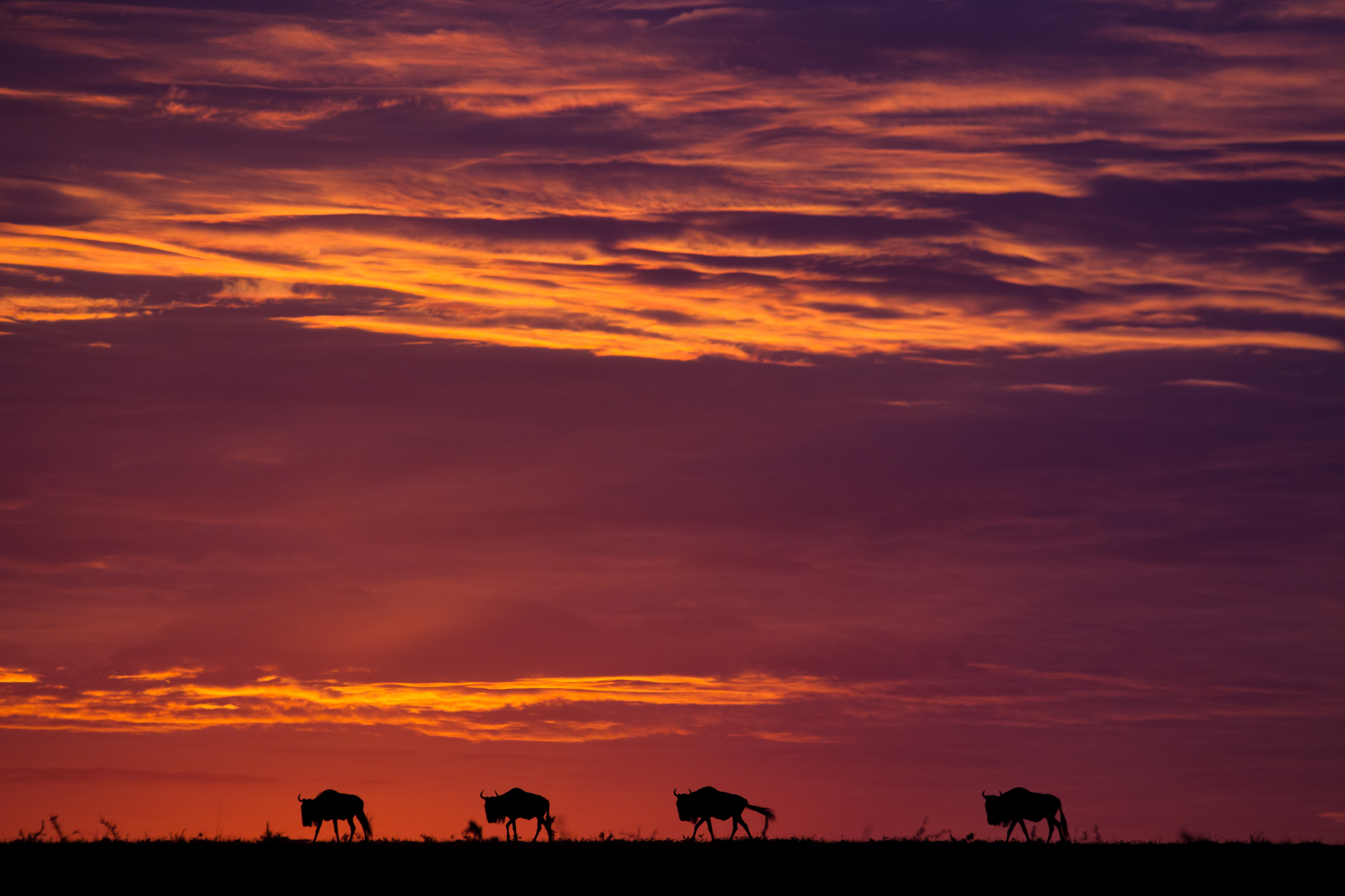 Gorillas and Masai Mara Reverse - 15 days primary image