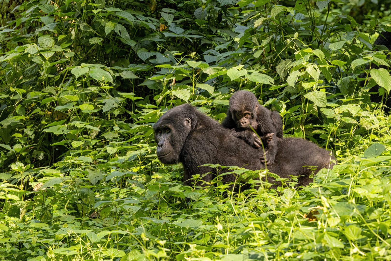 Gorillas and Masai Mara Safari - 15 days primary image