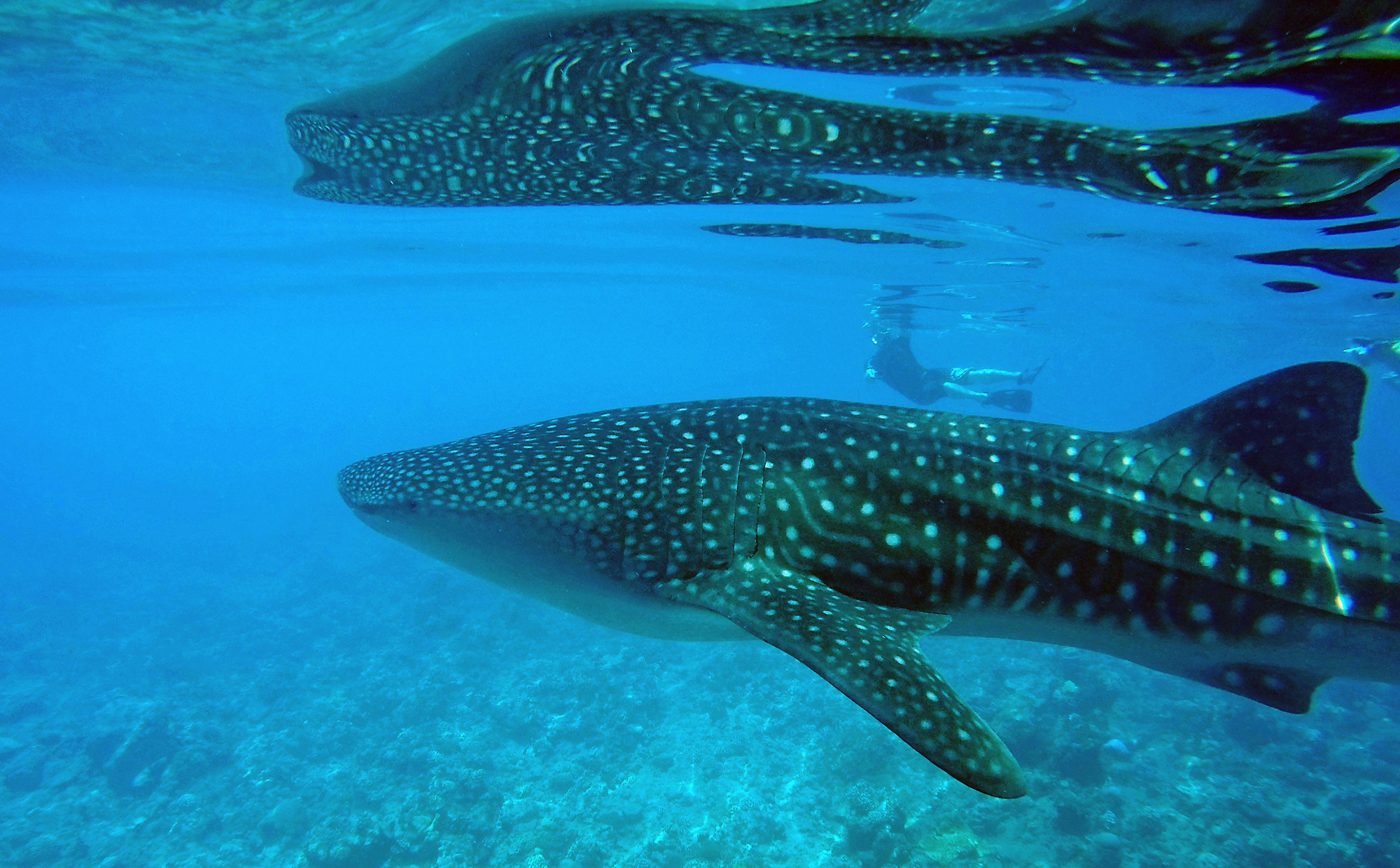 Maldives Marine Wildlife Escape - 7 days primary image