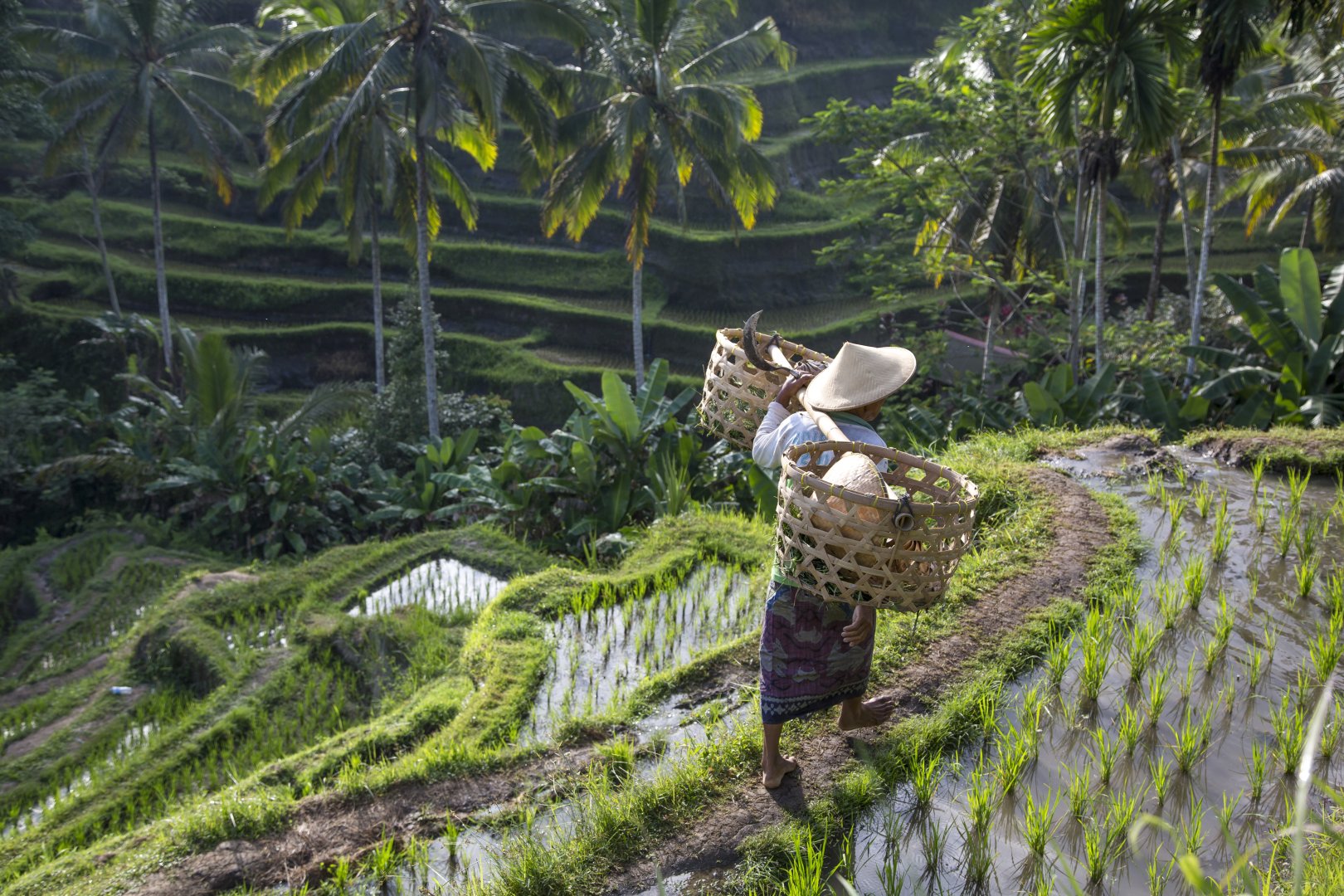 Indonesian Islands Cycling - 13 days primary image