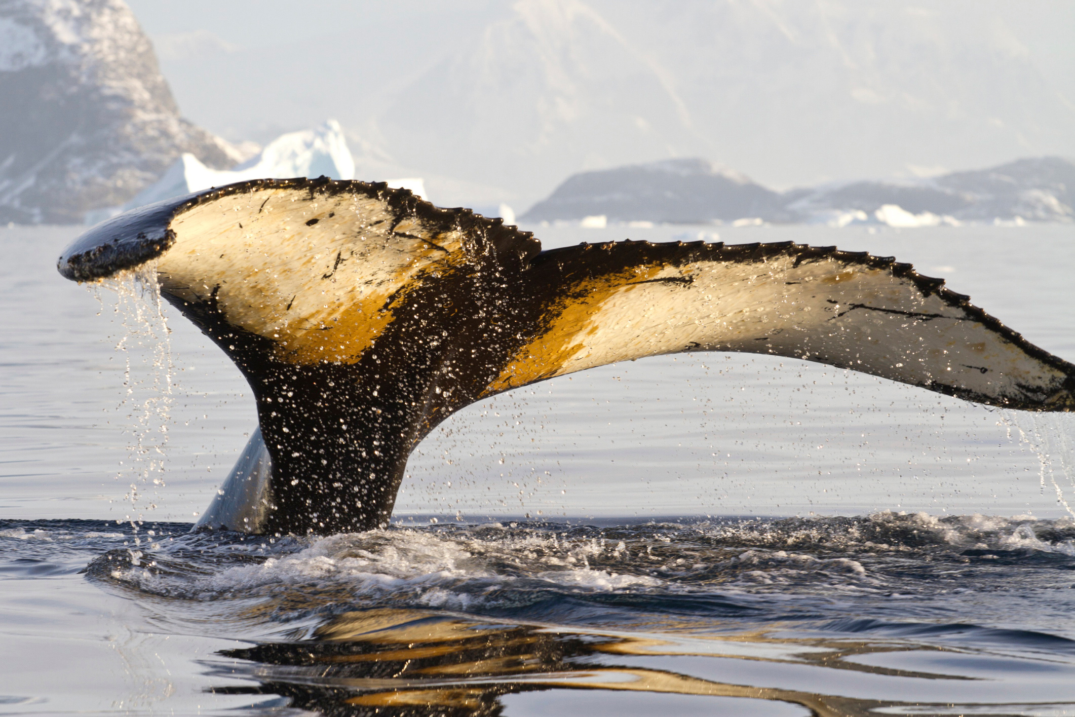 Antarctic Explorer Voyage - 11 days primary image