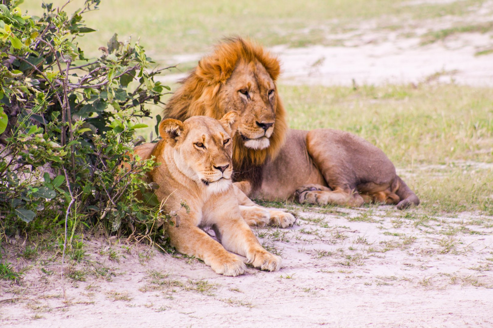 Botswana Wilderness Safari - 14 days primary image