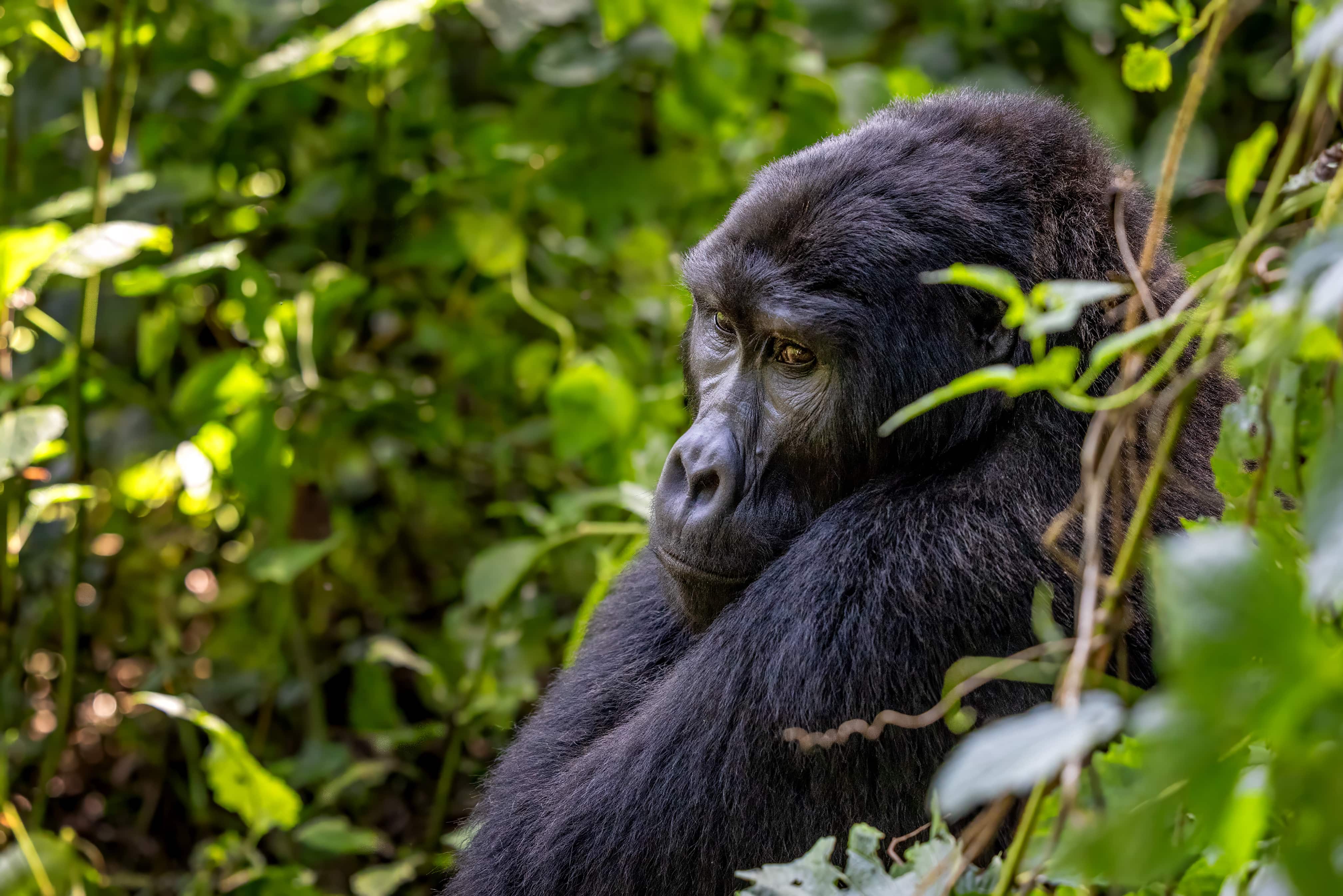 Uganda Gorilla and Chimp Safari - 11 days image