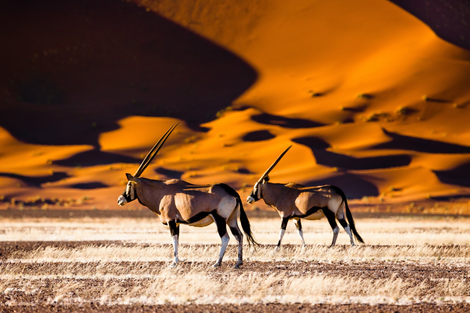 Namibian Family Safari - 13 days primary image