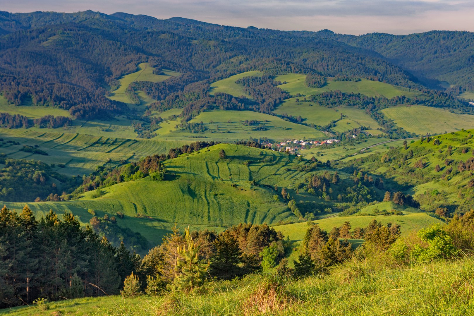 Carpathian Bears and Trails - 8 days primary image