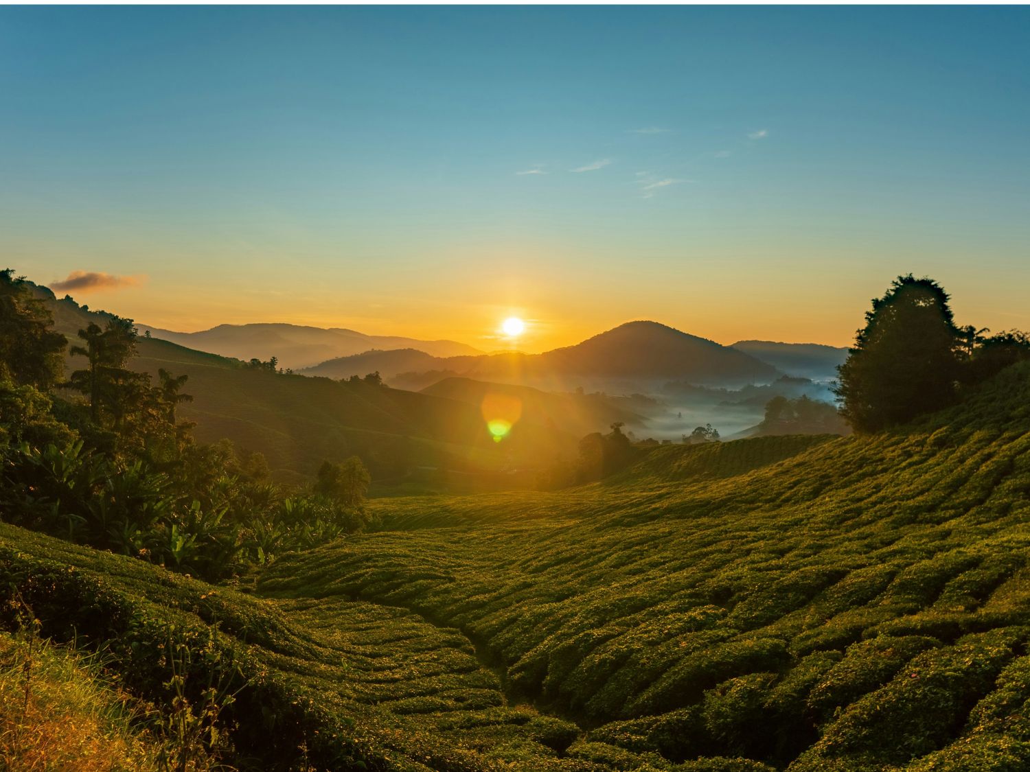 Day 4 - Continue to Cameron Highlands itinerary day image