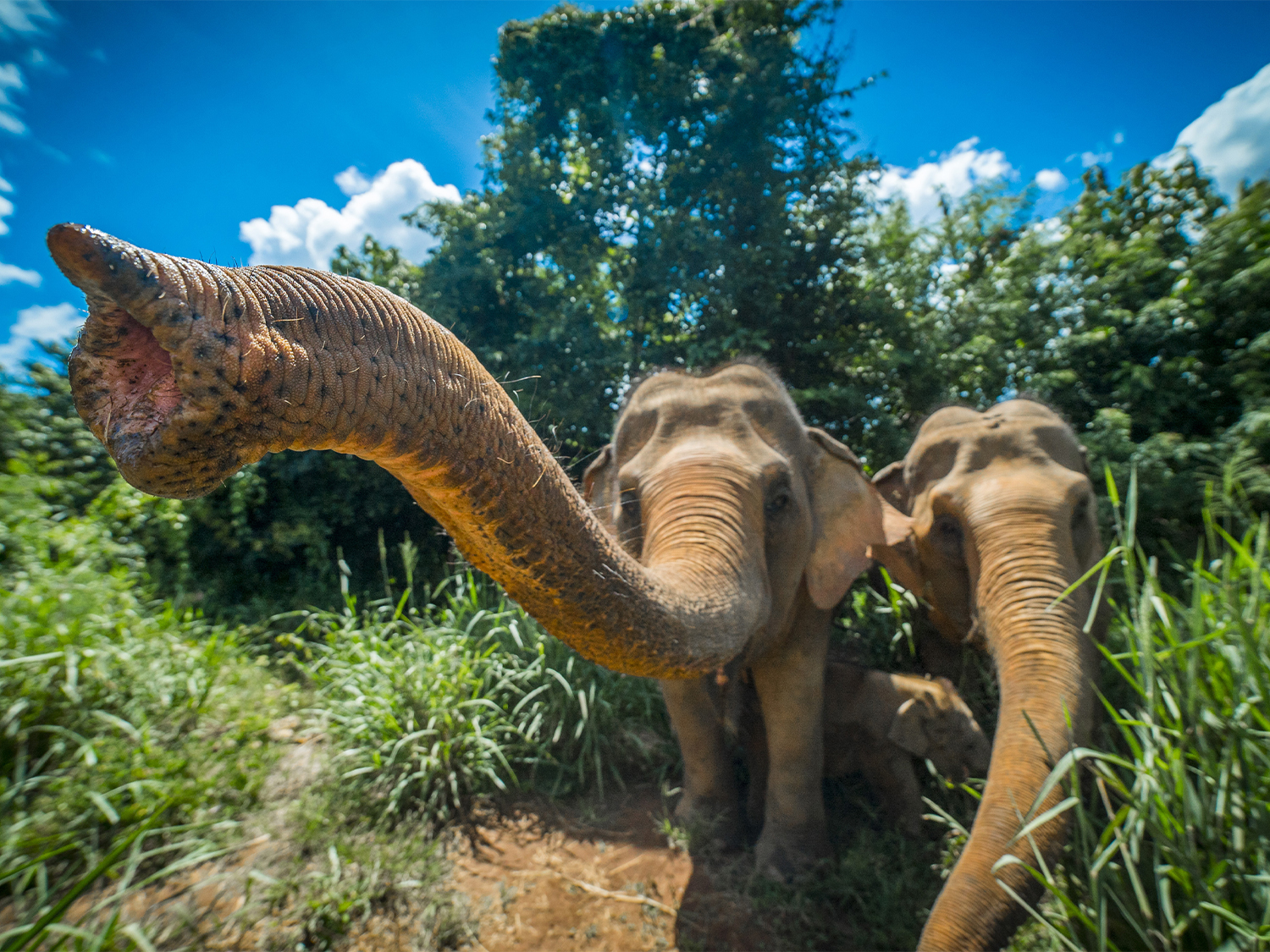 Day 6 - Visit Doi Inthanon National Park & Elephant Care itinerary day image