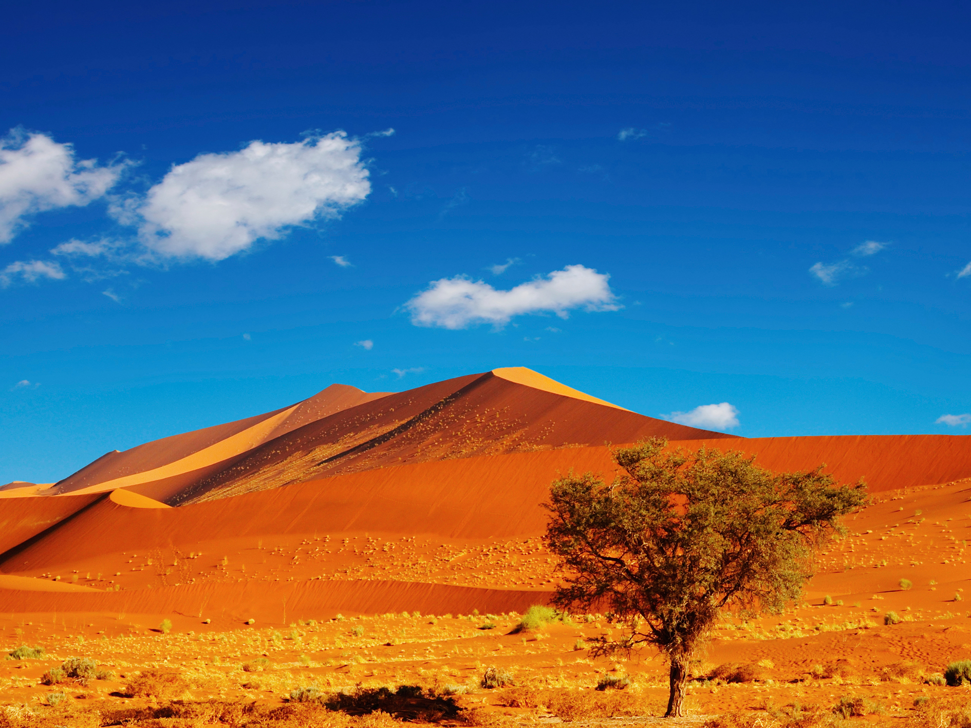 Desert to Cape Adventure - 13 days primary image
