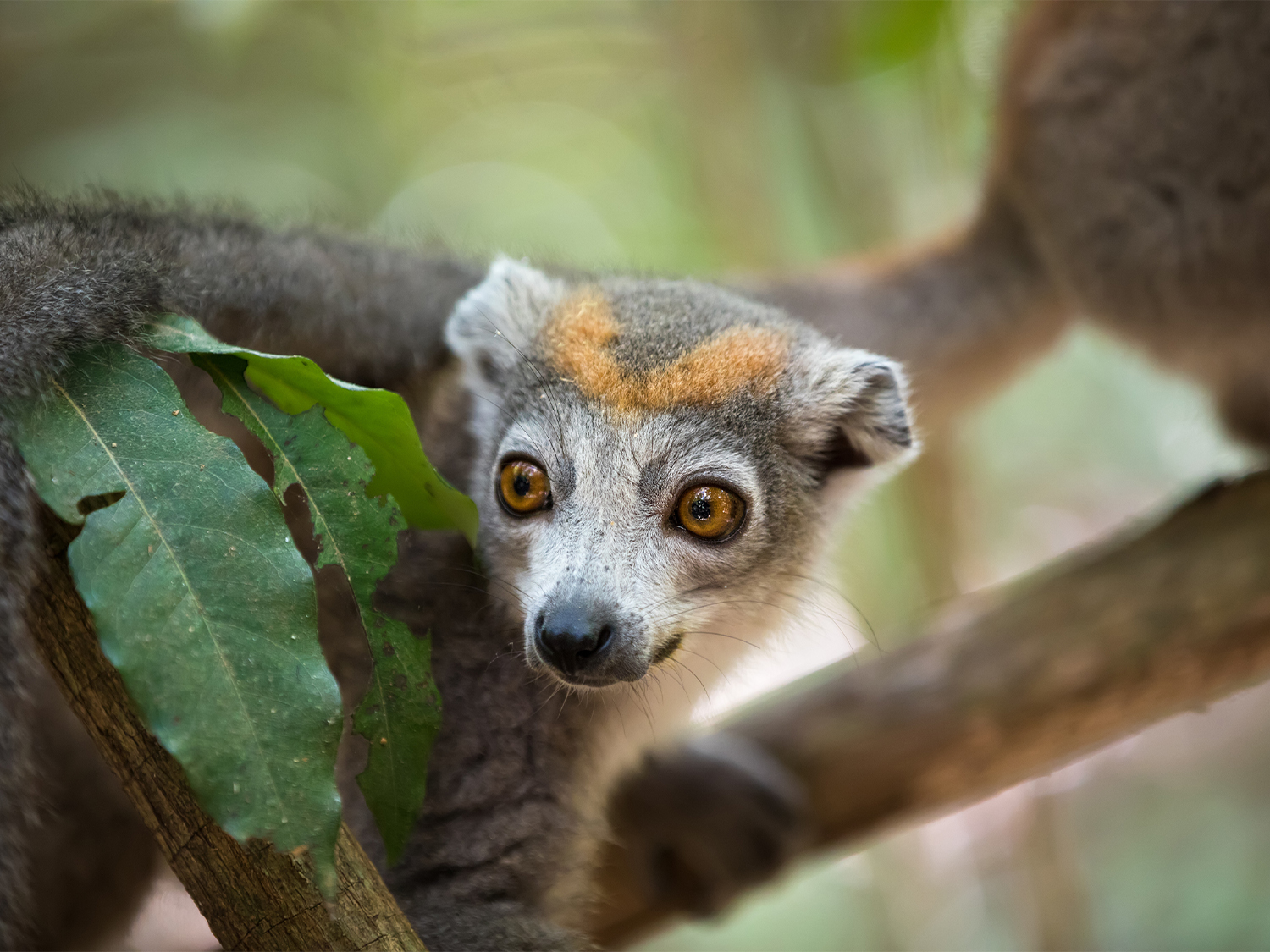 Ankarana National Park image